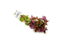 Coachella Valley Aquatics plant Rotala Pink Mini Rotala Pink Mini