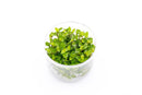 Coachella Valley Aquatics Plant Staurogyne Repens - Tissue Culture