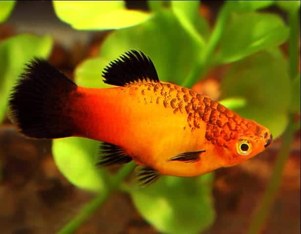 Coachella Valley Aquatics Platy Sunset Fire Wag Platy