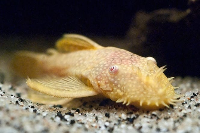 Coachella Valley Aquatics Pleco Albino Bristlenose Pleco