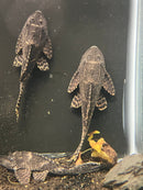 Coachella Valley Aquatics Pleco L168 Butterfly Orinoco Pleco XXL (breeder size) L168 Butterfly Orinoco Pleco XXL (breeder size)