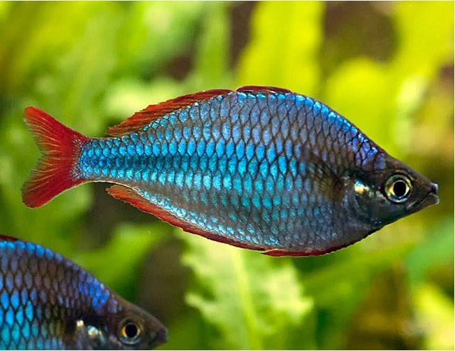 Coachella Valley Aquatics Rainbow Fish Praecox Rainbowfish (Dwarf Rainbow)