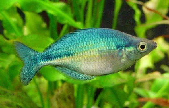 Coachella Valley Aquatics Rainbow Fish Turqouise Rainbowfish