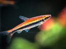 Coachella Valley Aquatics Red Beckfordi Pencilfish