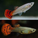 Coachella Valley Aquatics Red Cobra Guppy Pair
