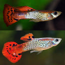 Coachella Valley Aquatics Red Cobra Guppy Pair
