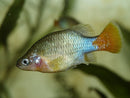 Coachella Valley Aquatics Redtail Splitfin Goodeid (Rare Livebearer)