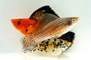Coachella Valley Aquatics Sailfin Molly Mixed Colors