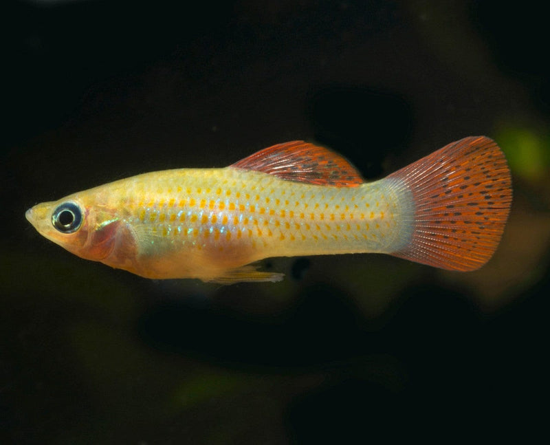 Coachella Valley Aquatics shawn Liberty Molly (Poecilia salvatoris) Breeding Trio