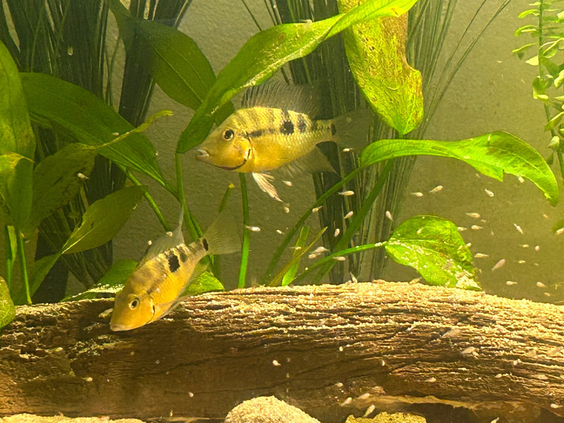 Coachella Valley Aquatics shawn Thorichthys pasionis (RARE) "Yellow Meeki" Thorichthys pasionis (RARE) "Yellow Meeki"