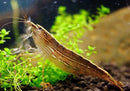 Coachella Valley Aquatics Shrimp Bamboo Shrimp Bamboo Shrimp