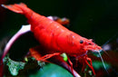 Coachella Valley Aquatics Shrimp Fire Red Shrimp (Neocaridina)