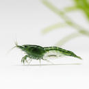 Coachella Valley Aquatics Shrimp Green Rili Shrimp Green Rili Shrimp