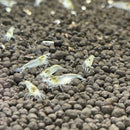 Coachella Valley Aquatics Snowball Shrimp 10 pack