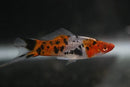 Coachella Valley Aquatics Swordtail Sanke Koi Swordtail
