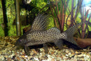Coachella Valley Aquatics Synodontis eupterus (2.5-3in)