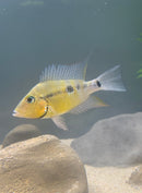 Coachella Valley Aquatics Thorichthys pasionis