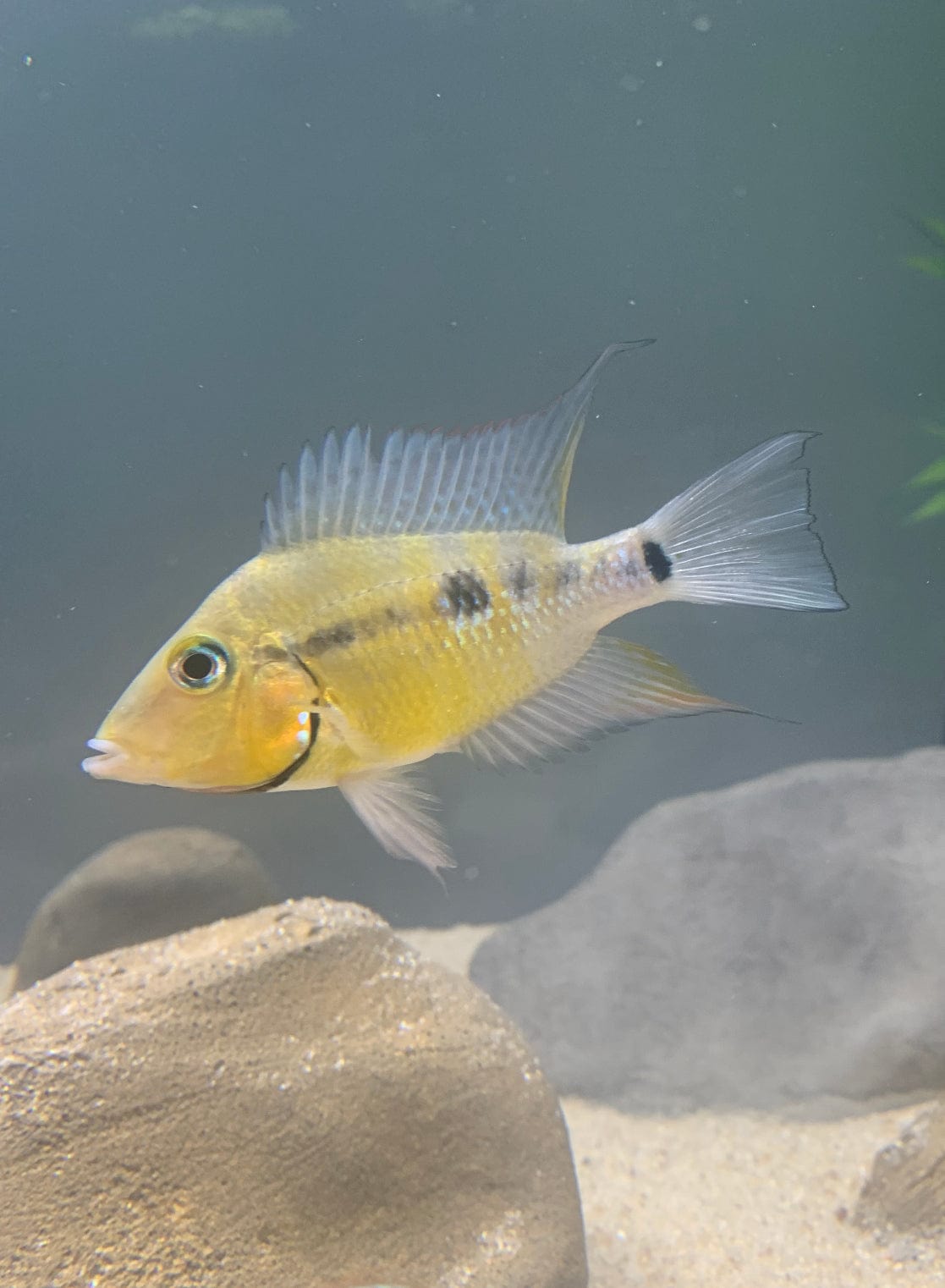 Thorichthys pasionis (RARE) 