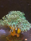 Coachella Valley Aquatics Torch Coral Green Yellow Tip