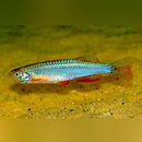 Coachella Valley Aquatics Turquoise Danio