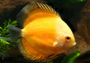 Coachella Valley Aquatics Yellow Marlboro Discus