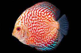 Discus (Assorted Colors 3-3.5")