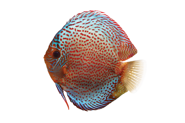 Discus (Assorted Colors 3-3.5")