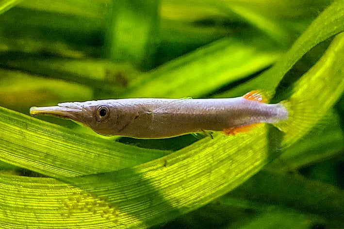 Silver Wrestling Halfbeak