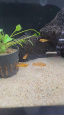 Apistogramma agassizii - Fire Red