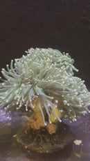 Torch Coral Green Yellow Tip