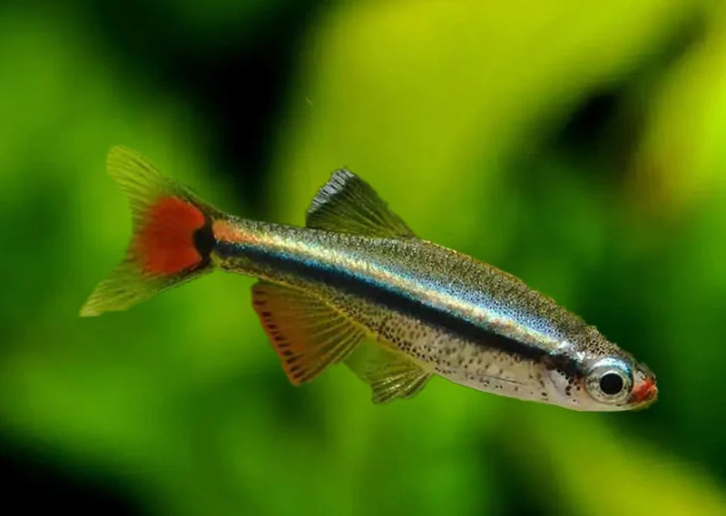 White Cloud Mountain Minnow