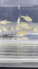 Gold Pristella Tetra