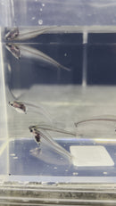 Glass Catfish
