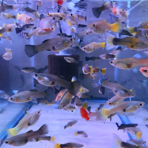 Coachella Valley Aquatics 10 Assorted Guppies - mix of male and females (Great for starting a Colony!)