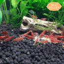 Coachella Valley Aquatics 10 Red Cherry Shrimp 10 Red Cherry Shrimp - CV Aquatics