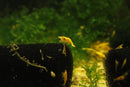Coachella Valley Aquatics 24k Goldback Yellow Neocaradina Shrimp 24k Goldback Yellow Neocaradina Shrimp - CV Aquatics