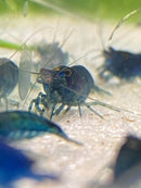 Coachella Valley Aquatics 5 Blue Dream- Neocaridina Shrimp 5 Blue Dream- Neocaridina Shrimp- CV Aquatics