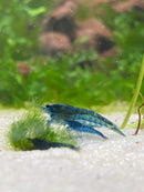 Coachella Valley Aquatics 5 Blue Dream- Neocaridina Shrimp 5 Blue Dream- Neocaridina Shrimp- CV Aquatics