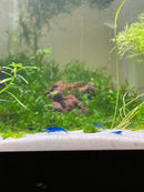 Coachella Valley Aquatics 5 Blue Dream- Neocaridina Shrimp 5 Blue Dream- Neocaridina Shrimp- CV Aquatics