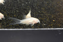 Coachella Valley Aquatics Albino HiFin Cory
