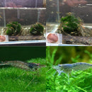 Coachella Valley Aquatics Amano Shrimp Amano Shrimp - CV Aquatics