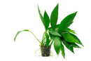 Coachella Valley Aquatics Anubias Congensis Mother Pot