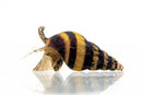 Coachella Valley Aquatics Assassin Snail