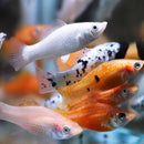 Coachella Valley Aquatics Assorted Mollies