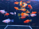 Coachella Valley Aquatics Assorted Platy