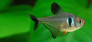 Coachella Valley Aquatics Black Phantom Tetra