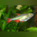 Coachella Valley Aquatics Bloodfin Tetra