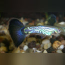 Coachella Valley Aquatics Blue Cobra Guppy Pair