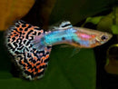 Coachella Valley Aquatics Blue Variegated Guppy Breeding Pair