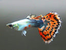 Coachella Valley Aquatics Blue Variegated Guppy Breeding Pair